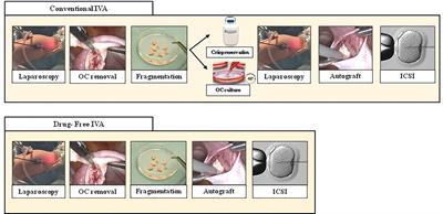 In Vitro Follicular Activation and Stem Cell Therapy as a Novel Treatment Strategies in Diminished Ovarian Reserve and Primary Ovarian Insufficiency